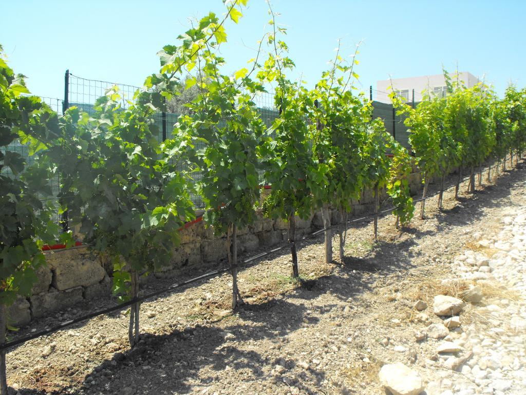 Agriturismoeloropizzuta Lido di Noto Zewnętrze zdjęcie