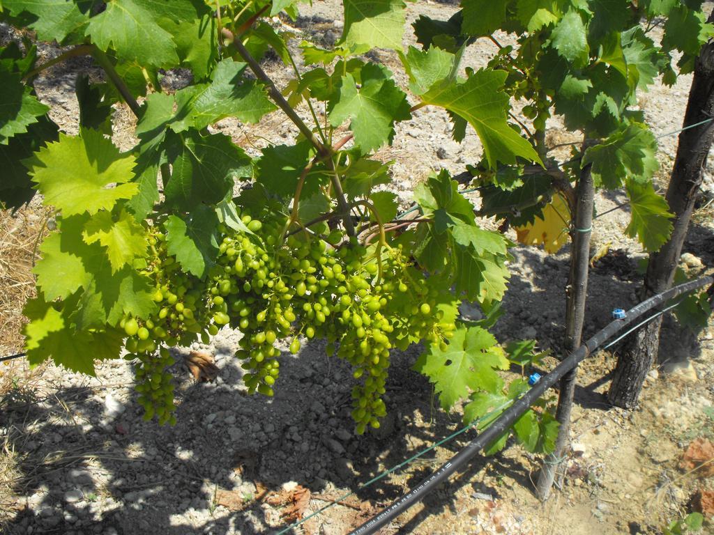Agriturismoeloropizzuta Lido di Noto Zewnętrze zdjęcie